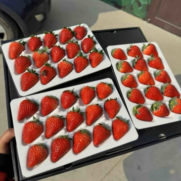 草莓丹东九九草莓水晶盒产地直供一件代发价格合理