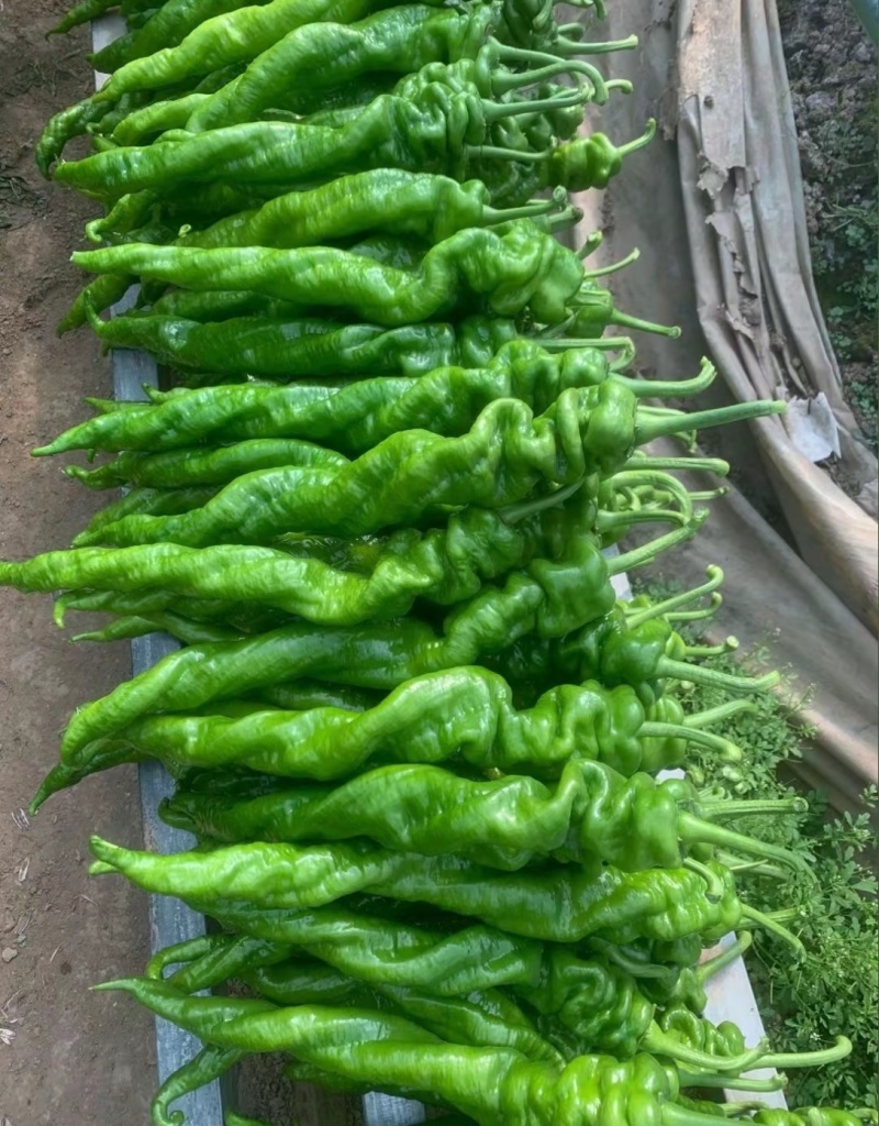 全螺螺丝椒苗螺旋度好大果产量高坐果能力强植株长势旺