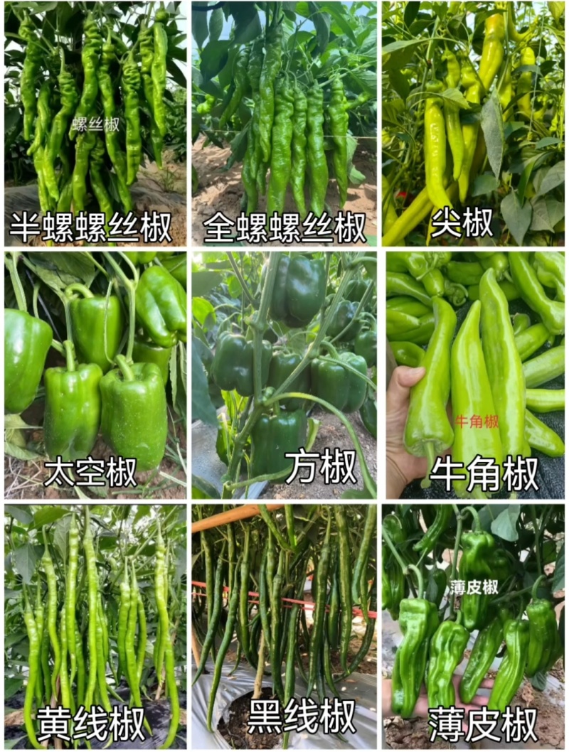 全螺螺丝椒苗螺旋度好大果产量高坐果能力强植株长势旺