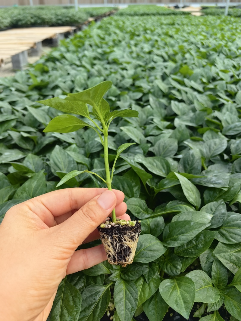 全螺螺丝椒苗螺旋度好大果产量高坐果能力强植株长势旺