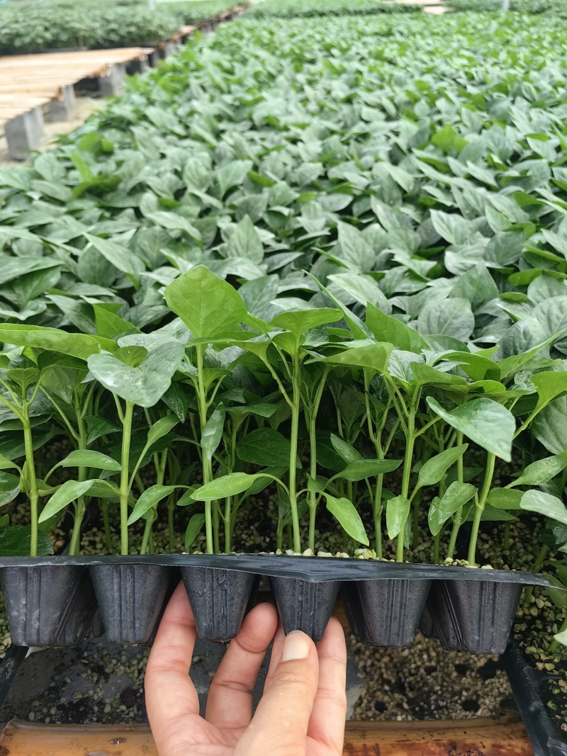 全螺螺丝椒苗螺旋度好大果产量高坐果能力强植株长势旺