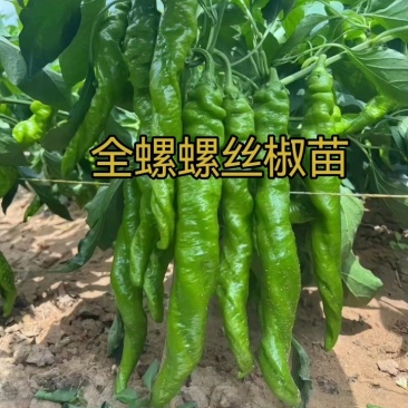 全螺螺丝椒苗螺旋度好大果产量高坐果能力强植株长势旺