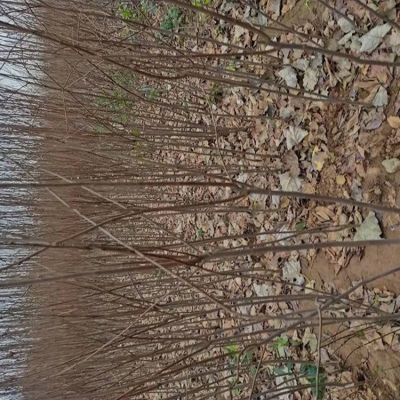 柿树苗，梨树苗等
