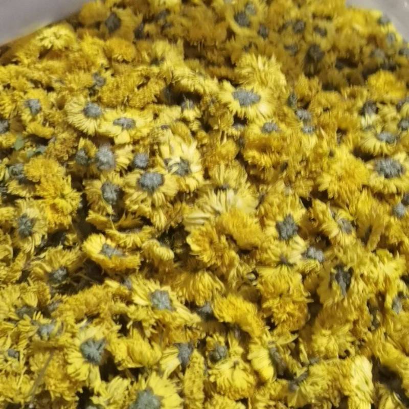 婺源皇菊