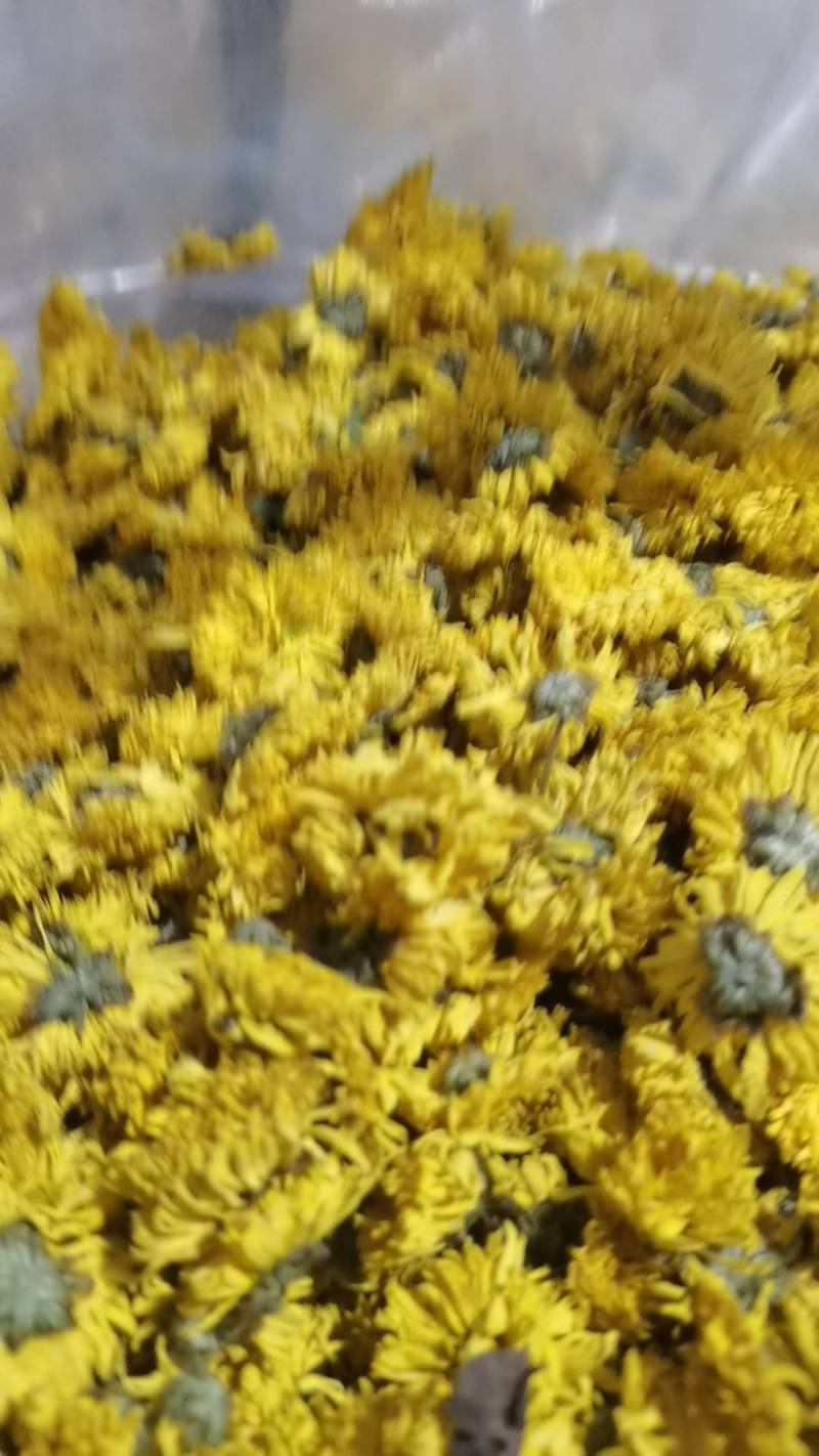 婺源皇菊