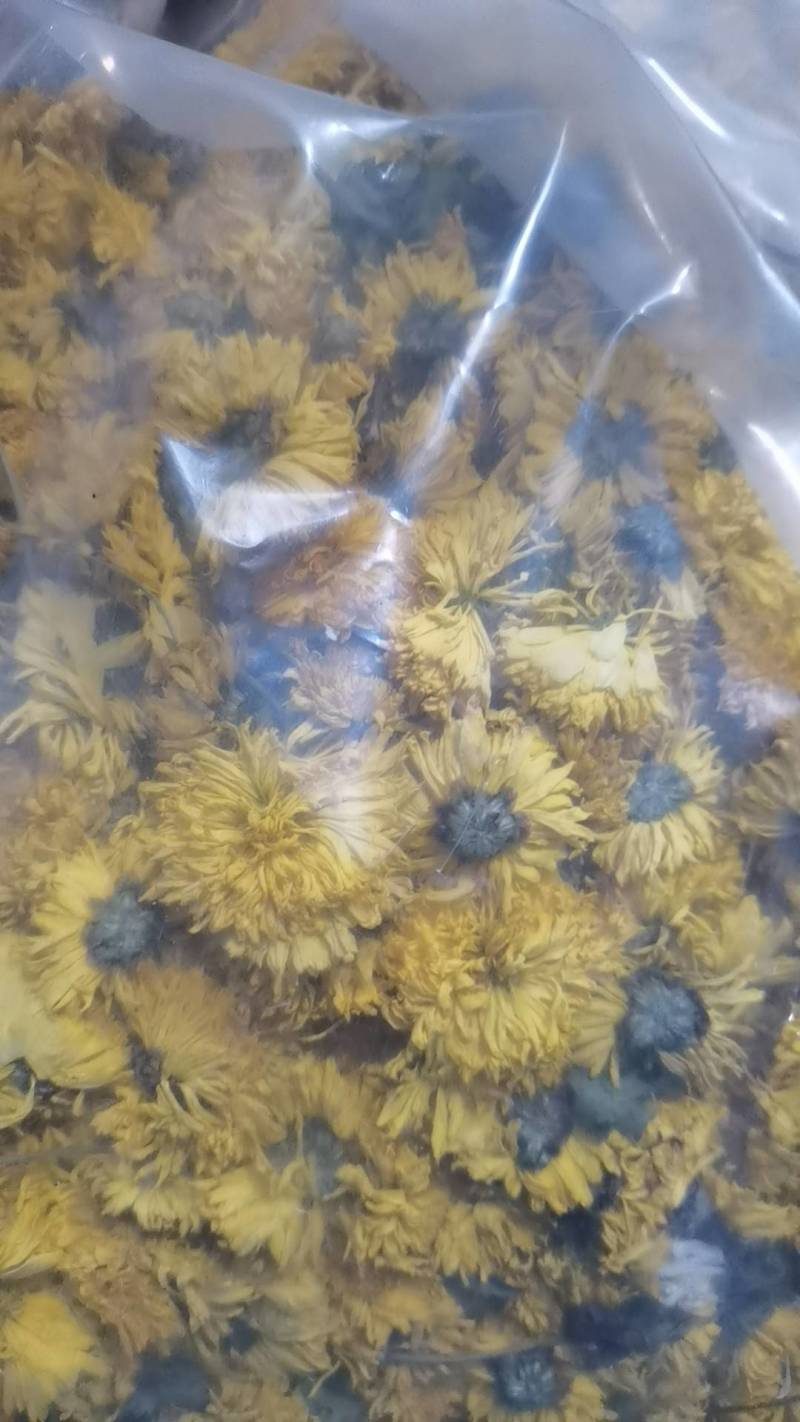 婺源皇菊