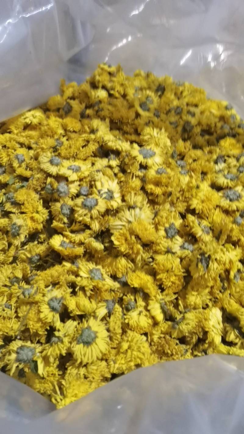 婺源皇菊