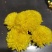 婺源皇菊