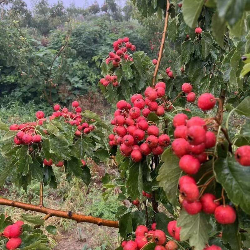 山楂，甜红子山楂，