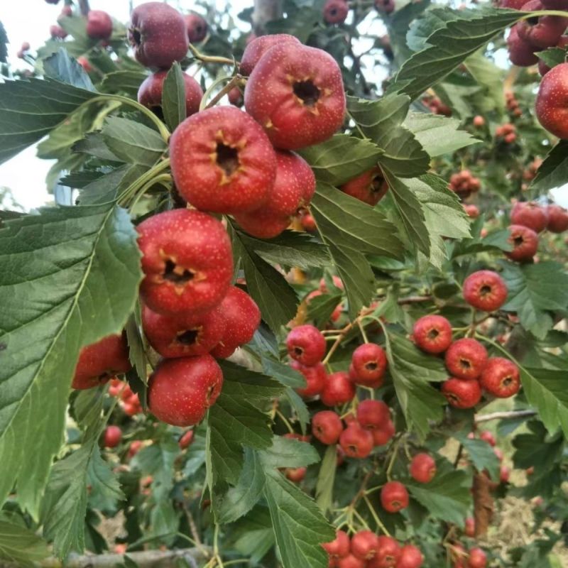 山楂，甜红子山楂，