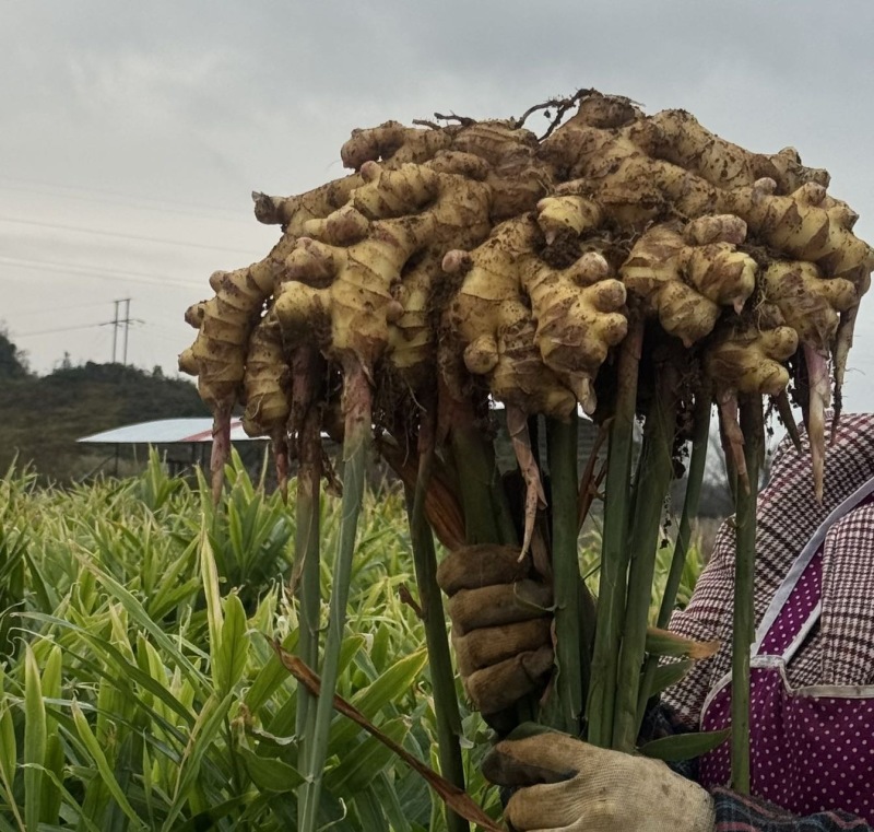 六枝特区新鲜二黄姜现挖生姜嫩姜农家自种，量大从优