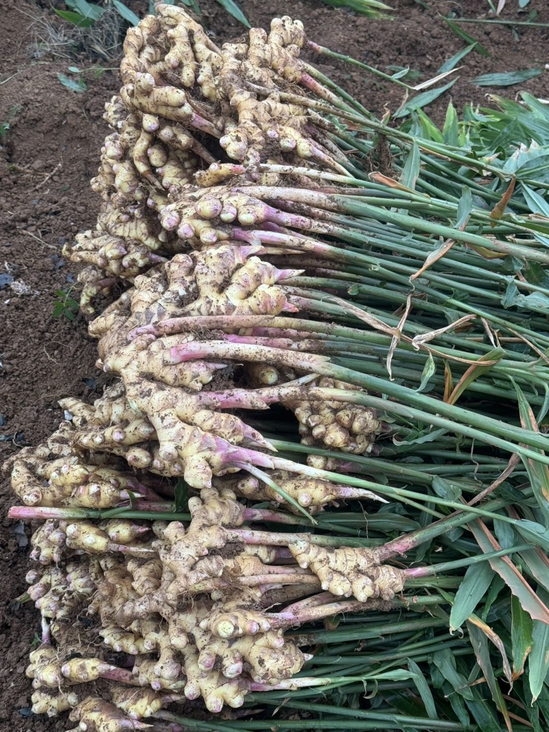 六枝特区新鲜二黄姜现挖生姜嫩姜农家自种，量大从优