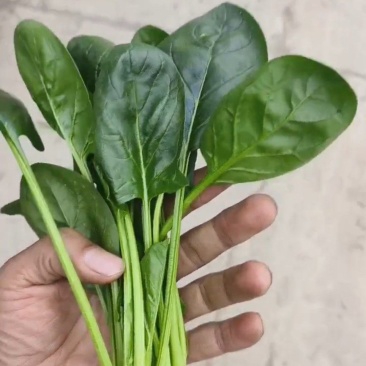 精品站立菠菜