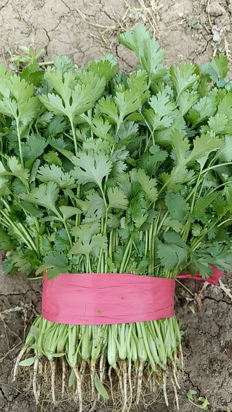 香菜，大叶香菜