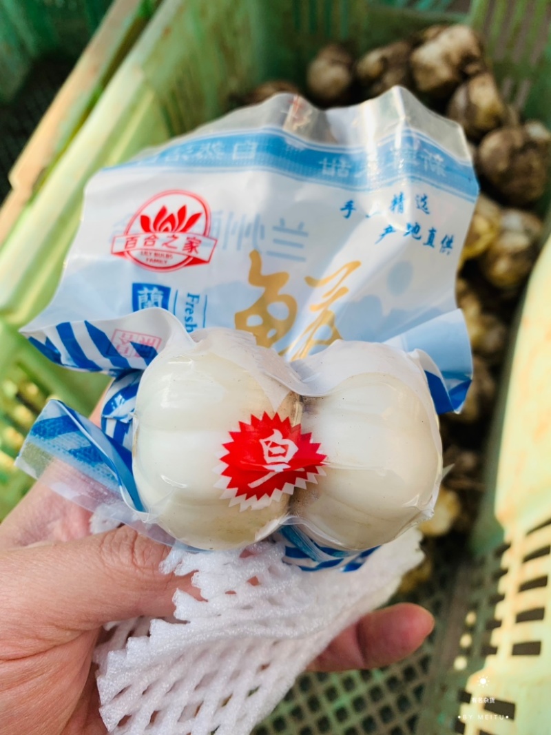 兰州鲜百合小皇（四头皇）25年9月新货1件包邮