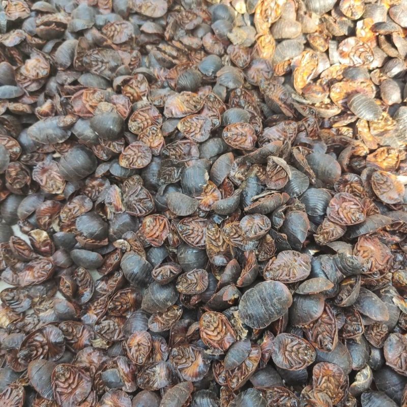 土元特级中药材老土正品包邮地鳖虫干货土元虫土鳖虫野生接骨