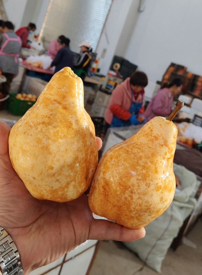 【社区团购供货】冰激凌蜜香丑梨非中华丑梨香甜软糯整车直发