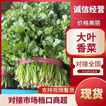 优质香菜大量上市，全国发货，量大从优，可视频看货