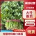 优质香菜大量上市，全国发货，量大从优，可视频看货