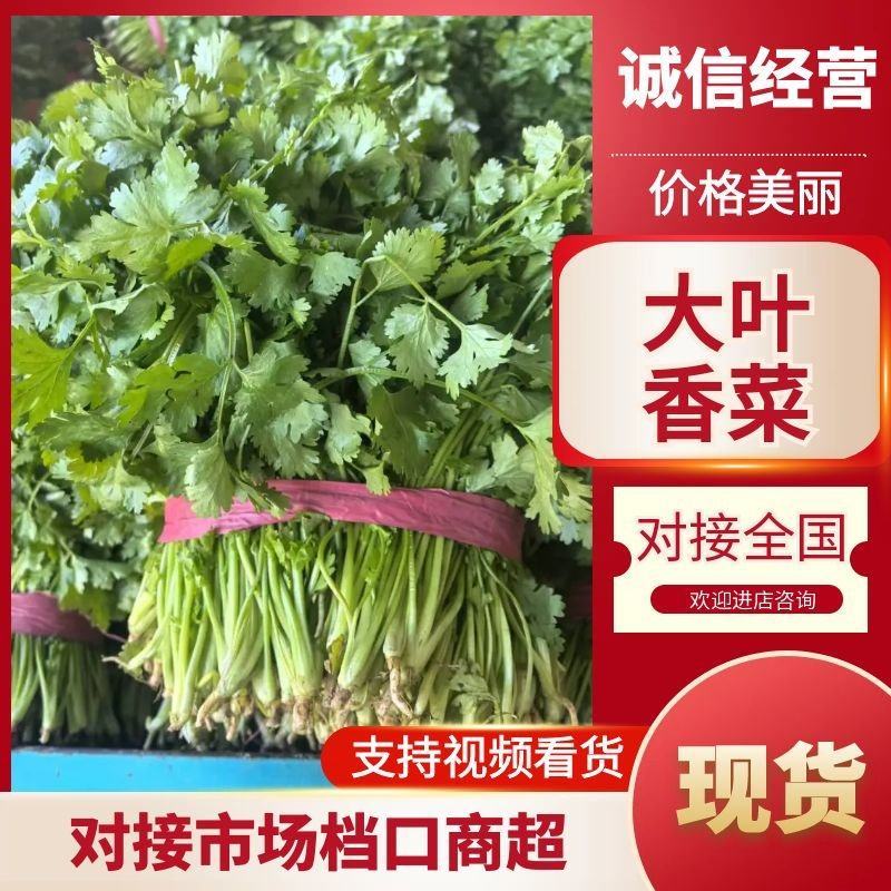 优质香菜大量上市，全国发货，量大从优，可视频看货