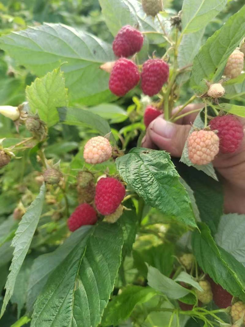 双季红树莓种苗大果口感好产量高适合采摘加工大规模种植