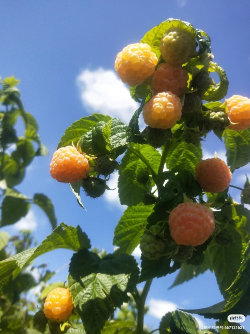 双季红树莓种苗大果口感好产量高适合采摘加工大规模种植