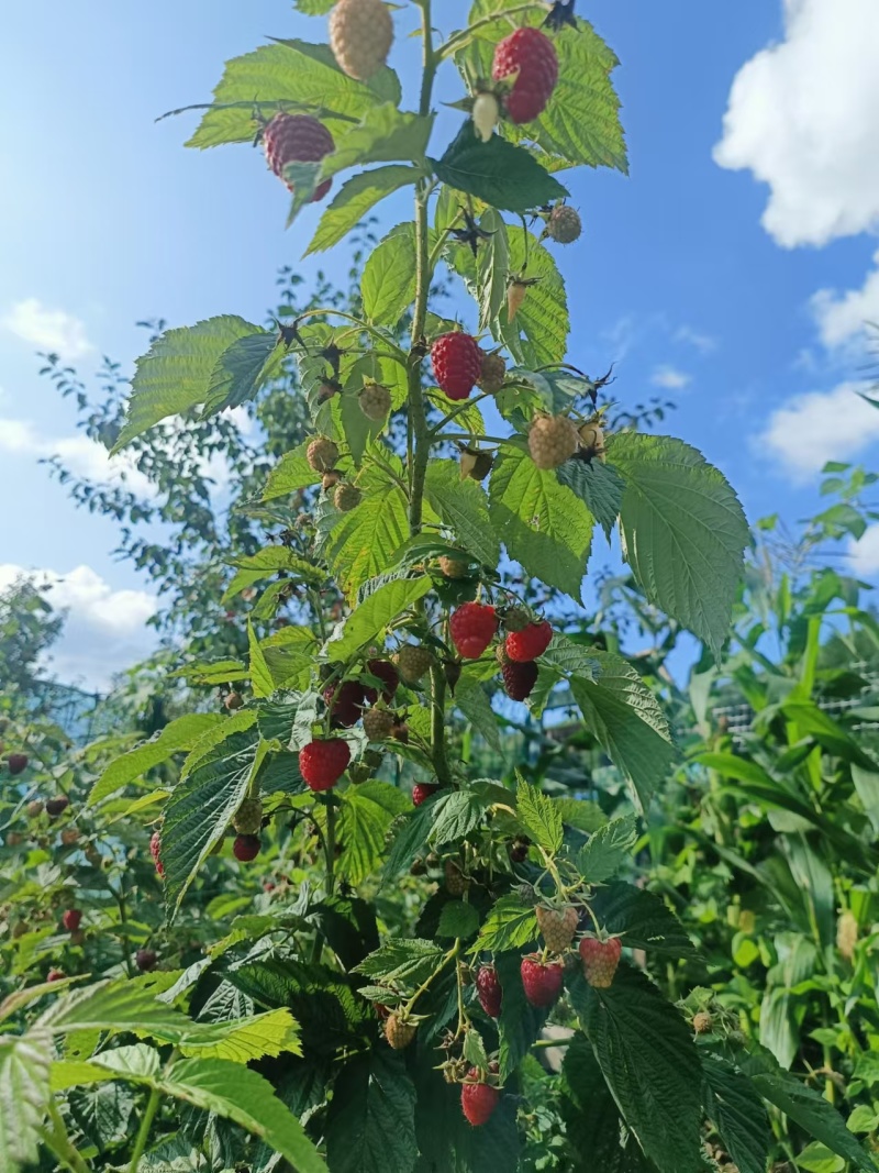 双季红树莓种苗大果口感好产量高适合采摘加工大规模种植