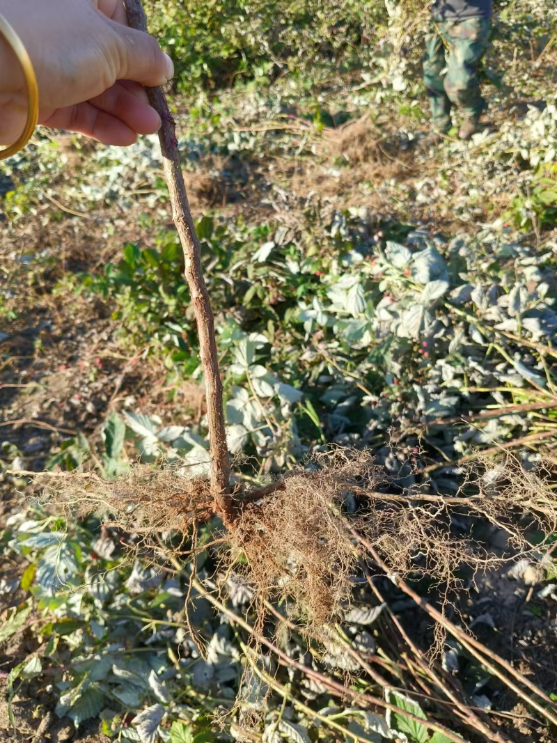 双季红树莓种苗大果口感好产量高适合采摘加工大规模种植