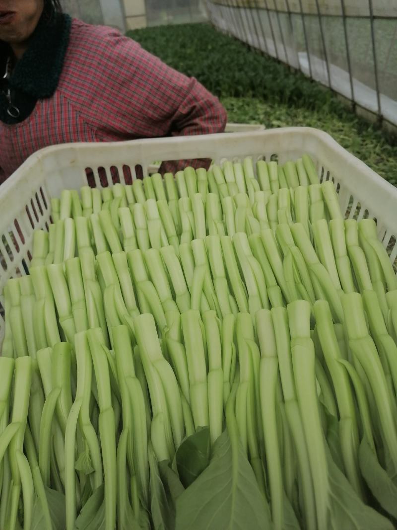 菜心
