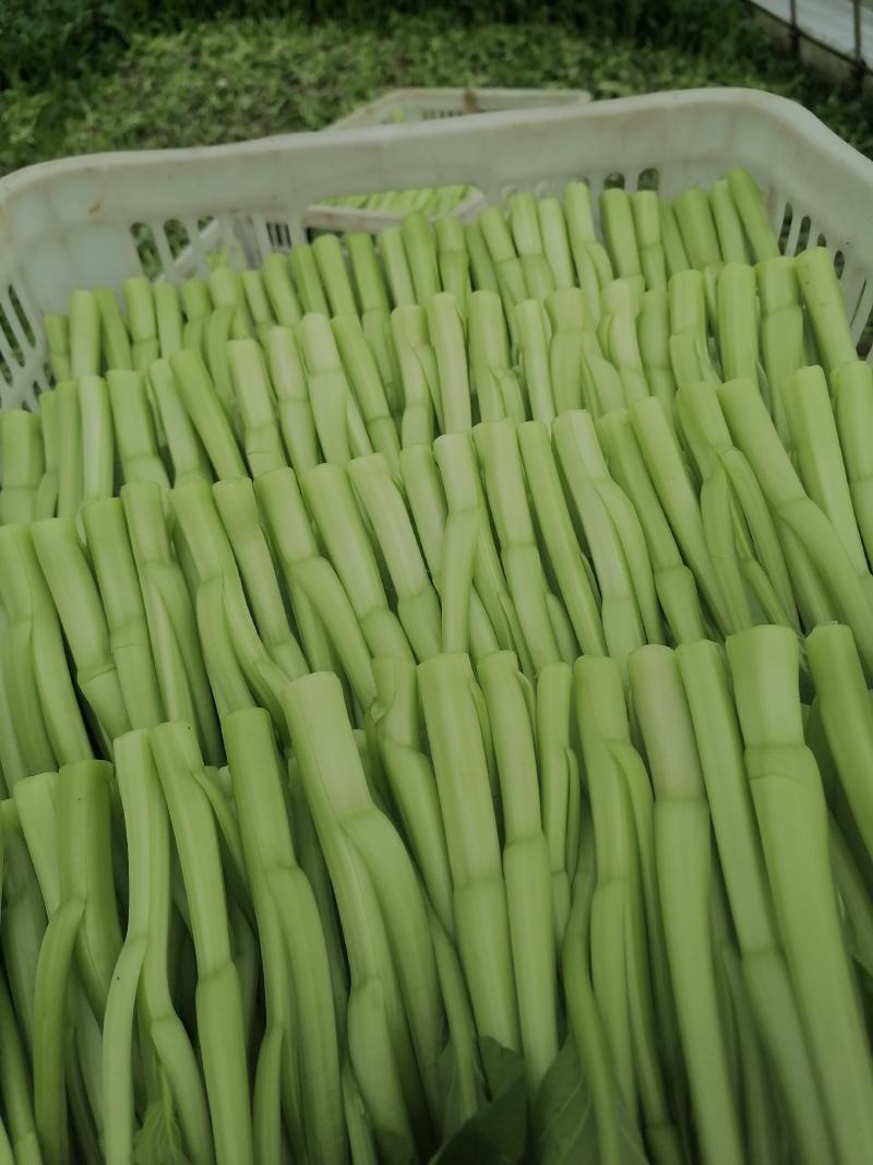 菜心