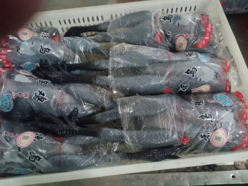 纯干乌鸡质量很好量大从优全国发货