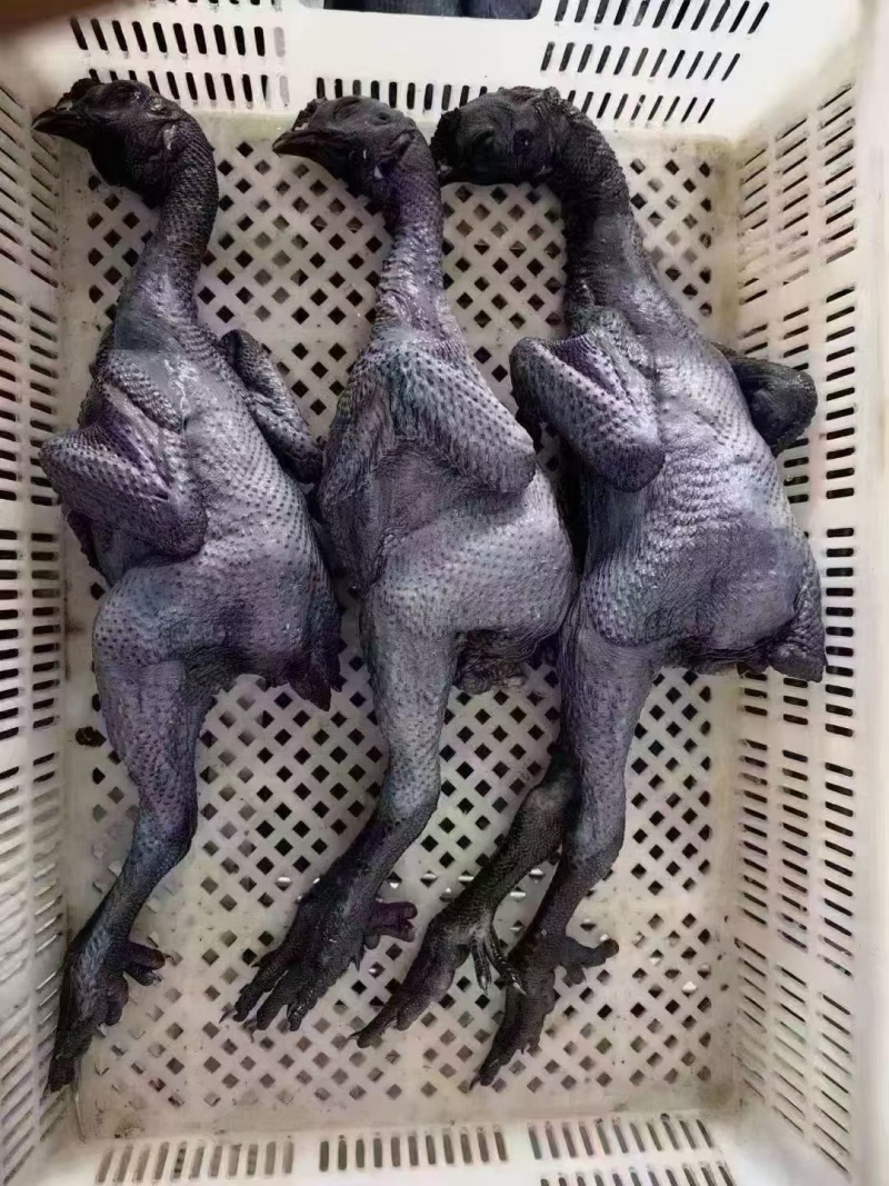 纯干乌鸡质量很好量大从优全国发货