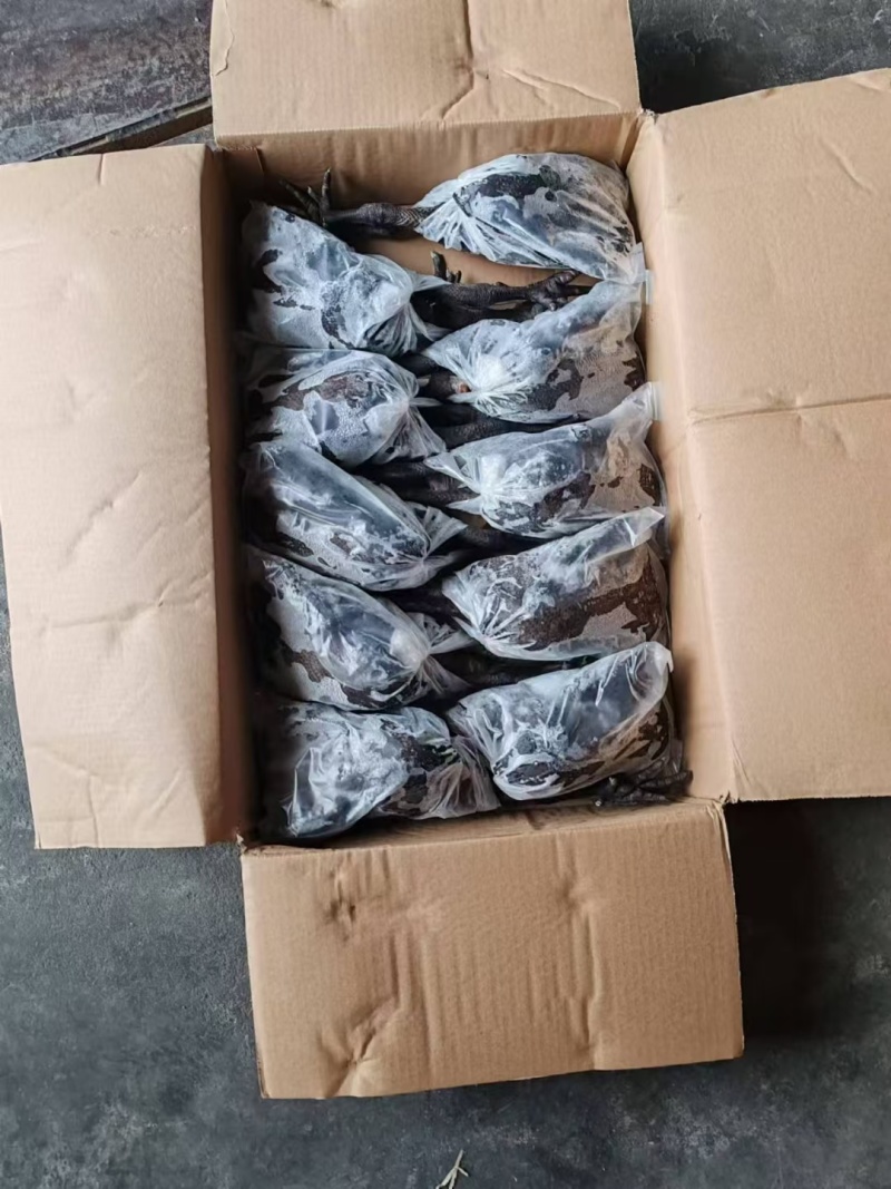 纯干乌鸡质量很好量大从优全国发货