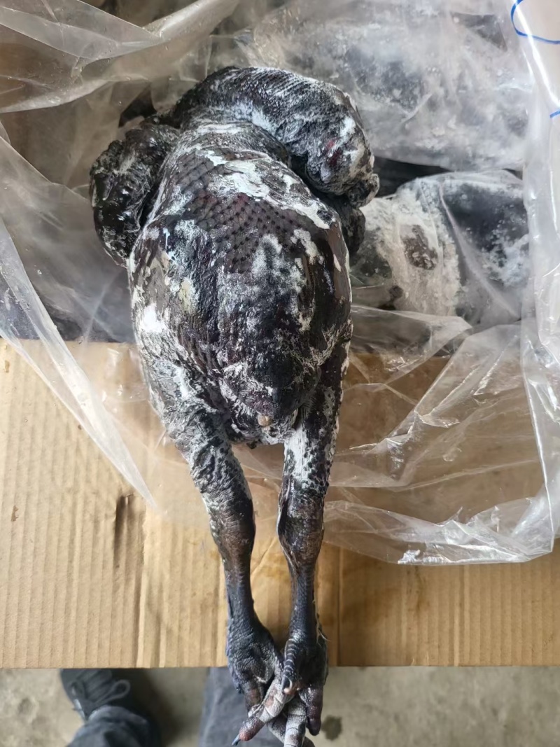 纯干乌鸡质量很好量大从优全国发货