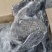纯干乌鸡质量很好量大从优全国发货