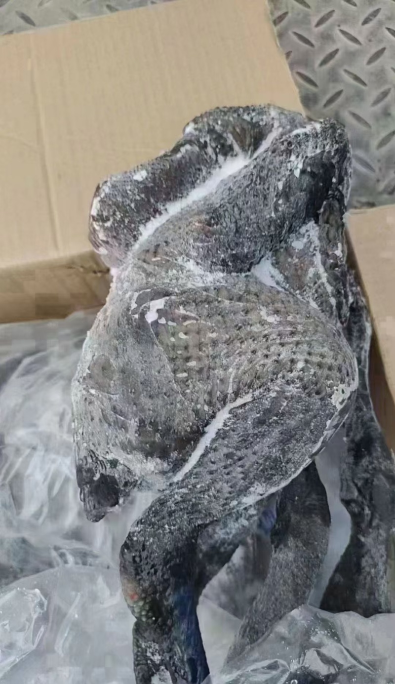 纯干乌鸡质量很好量大从优全国发货