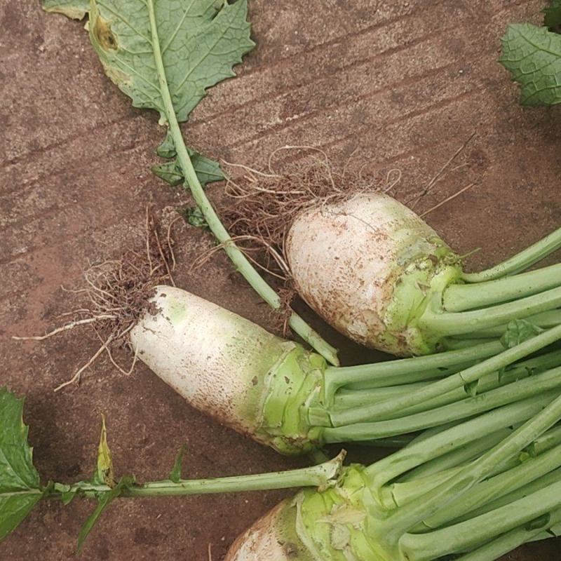 大头菜
