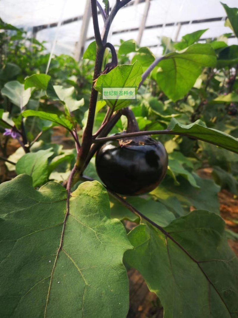 嫁接圆茄苗茄子苗嫁接长茄苗嫁接茄子苗嫁接烧烤茄子苗