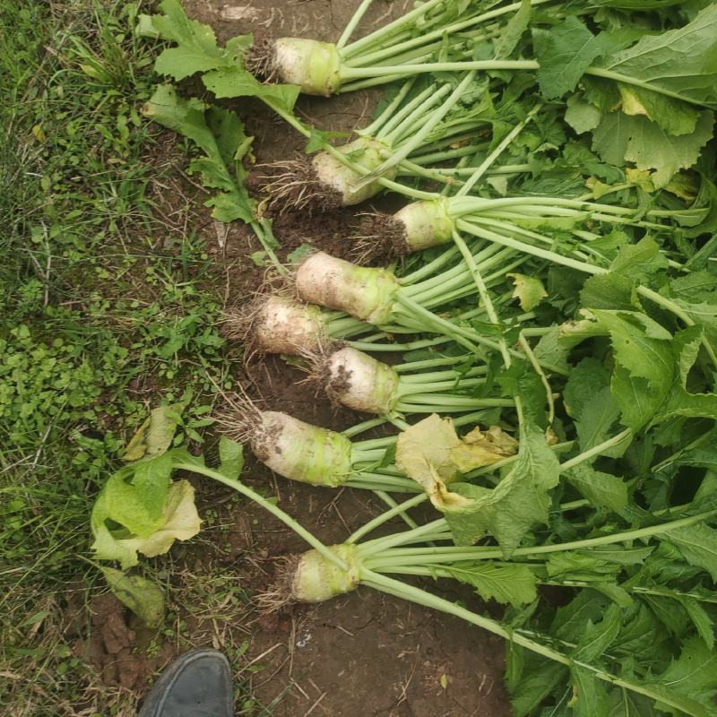 大头菜