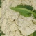 【****】湖北新鲜白花菜新鲜蔬菜花菜散农家白花菜实花菜