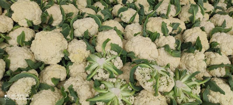 【****】湖北新鲜白花菜新鲜蔬菜花菜散农家白花菜实花菜