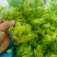 儿菜娃娃头菜安徽娃娃头货源充足代发全国
