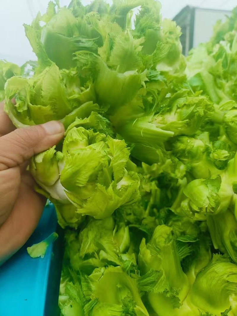 儿菜娃娃头菜安徽娃娃头货源充足代发全国