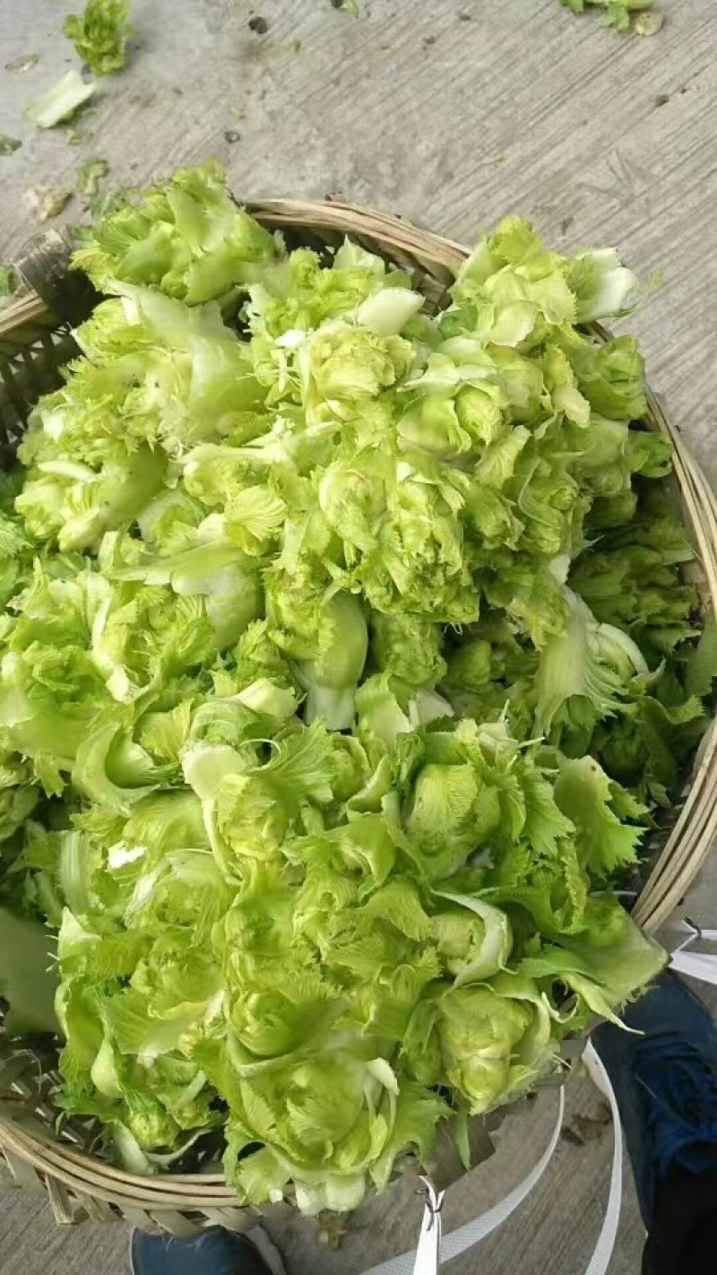 儿菜娃娃头菜安徽娃娃头货源充足代发全国