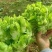 儿菜娃娃头菜安徽娃娃头货源充足代发全国