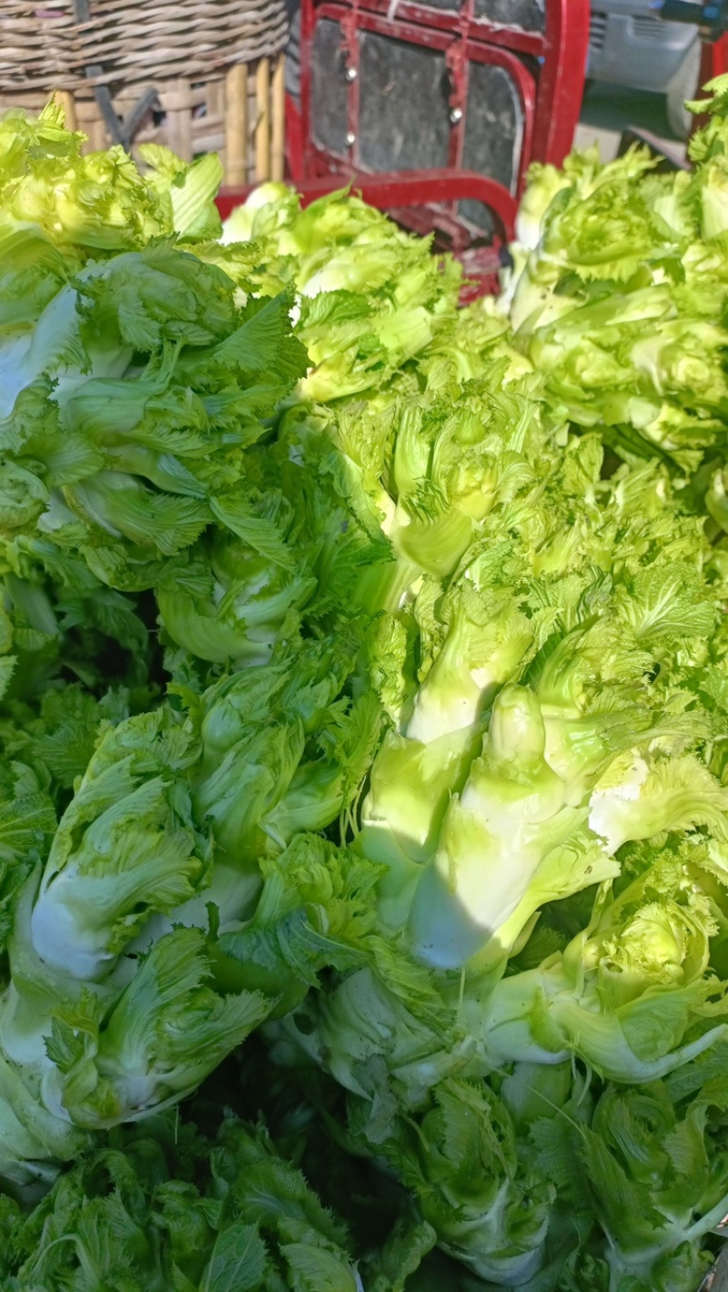 儿菜娃娃头菜安徽娃娃头货源充足代发全国
