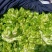 儿菜娃娃头菜安徽娃娃头货源充足代发全国