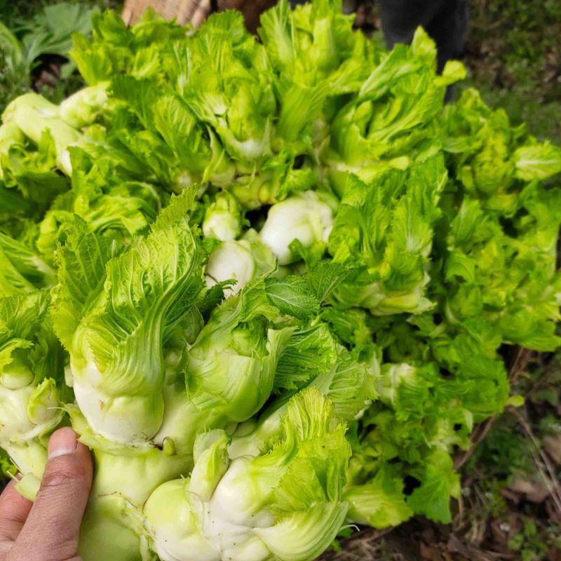 儿菜娃娃头菜安徽娃娃头货源充足代发全国