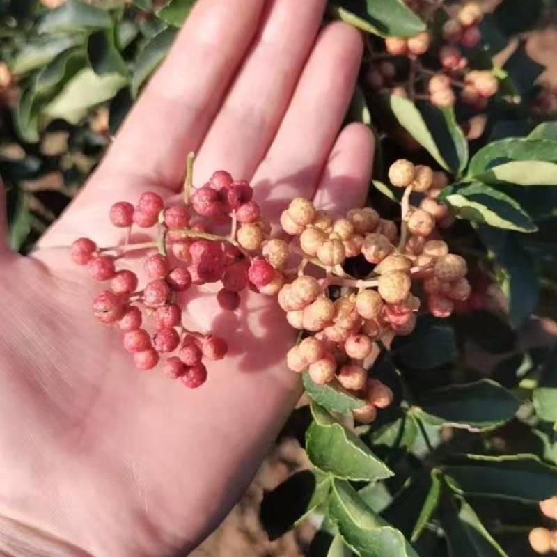 【大红袍花椒】花椒，量大从优，可零售，可批发，诚信经营