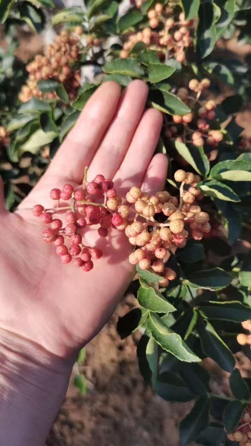 【大红袍花椒】花椒，量大从优，可零售，可批发，诚信经营